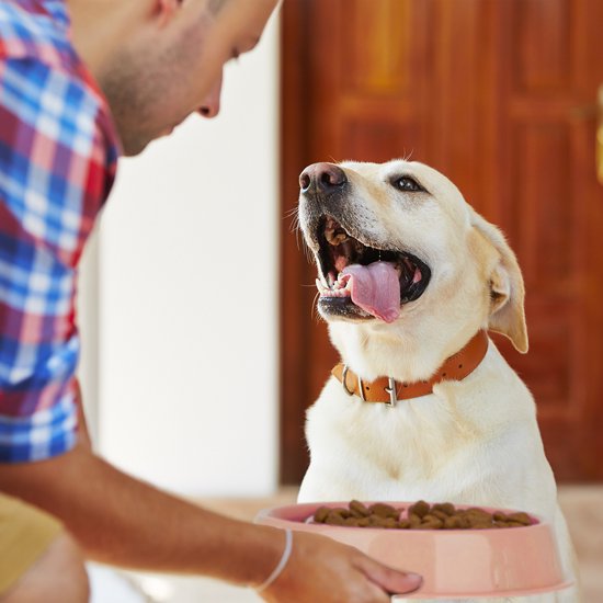 Anti schrokbakken | online winkelen voor je hond