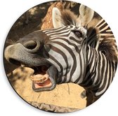 Dibond Muurcirkel - Komisch Gezicht van Zebra bij Antilopes - 40x40 cm Foto op Aluminium Muurcirkel (met ophangsysteem)