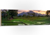 Hout - Rijstvelden Vol met Water in Indonesië - 150x50 cm - 9 mm dik - Foto op Hout (Met Ophangsysteem)