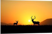 PVC Schuimplaat- Silhouet van Herten rennend door het Weiland bij Zonsondergang - 90x60 cm Foto op PVC Schuimplaat
