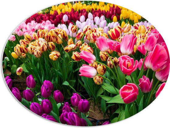 PVC Schuimplaat Ovaal - Verse Tulpen in Verschillende Kleuren in het Veld - 80x60 cm Foto op Ovaal (Met Ophangsysteem)