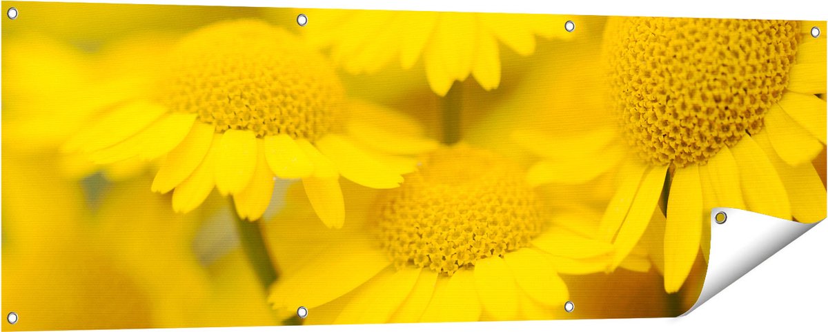 Gards Tuinposter Gele Kamille Bloemen - 150x50 cm - Tuindoek - Tuindecoratie - Wanddecoratie buiten - Tuinschilderij Multikleur