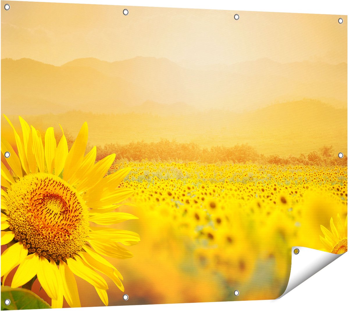 Gards Tuinposter Zonnebloemen Veld met Zonopkomst - 120x90 cm - Tuindoek - Tuindecoratie - Wanddecoratie buiten - Tuinschilderij Multikleur
