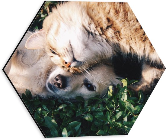 Dibond Hexagon - Bruine Kat Knuffelend met Labrador Puppy in het Grasveld - 30x26.1 cm Foto op Hexagon (Met Ophangsysteem)