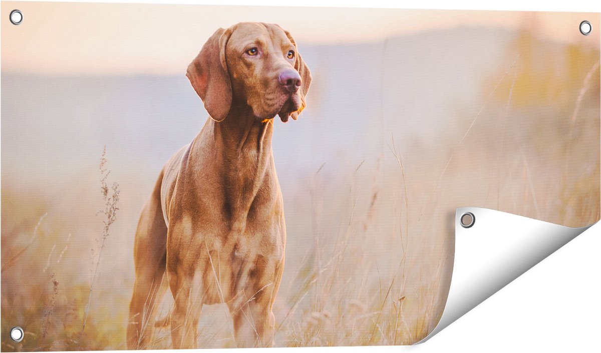 Gards Tuinposter Hongaarse Vizsla Hond in het Gras - 80x40 cm - Tuindoek - Tuindecoratie - Wanddecoratie buiten - Tuinschilderij Multikleur