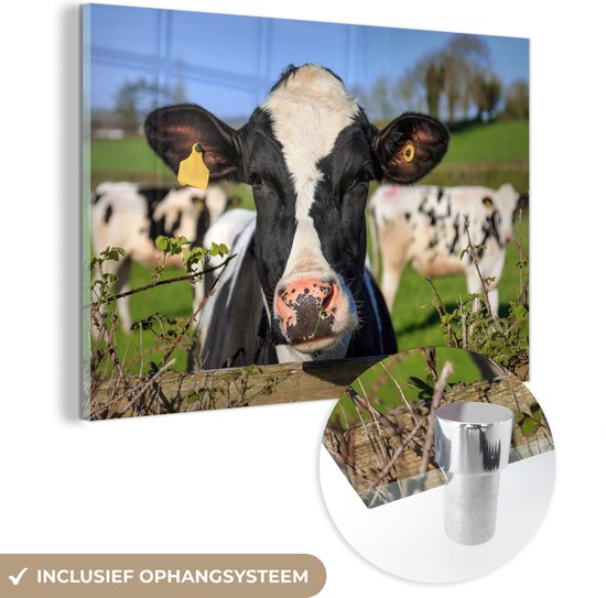 Une vache frisonne regardant par-dessus la clôture Plexiglas 60x40 cm - Tirage photo sur Glas (décoration murale en plexiglas)