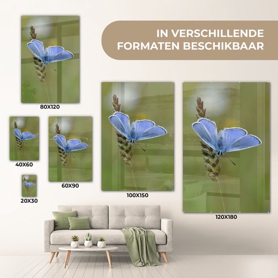 MuchoWow® Peinture sur verre - Papillon bleu sur une tige de maïs - 120x180 cm - Peintures sur verre acrylique - Photo sur Glas