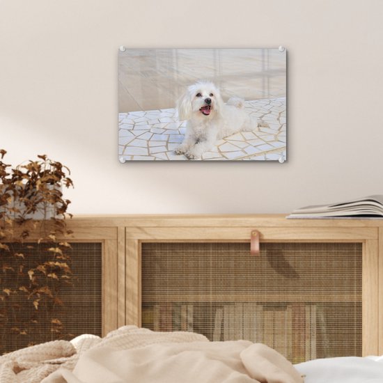 ® Glasschilderij 30x20 cm - Schilderij acrylglas - Een Maltezer hond ligt op een pad - Foto op glas - Muurdecoratie woonkamer - Wanddecoratie slaapkamer - Schilderijen