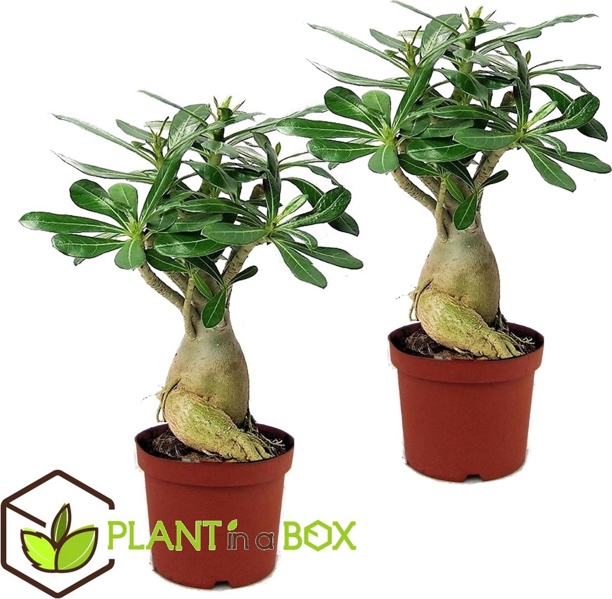 Adenium : planter et cultiver – Ooreka