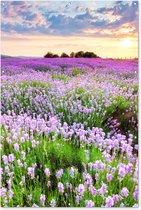 Tuinposter bloemen - Lavendel - Landschap - Zonsondergang - Natuur - Lucht - Tuin - Tuindecoratie - Tuinschilderij voor buiten - Schutting decoratie - 120x180 cm - Schuttingdoek - Tuindoek - Buitenposter