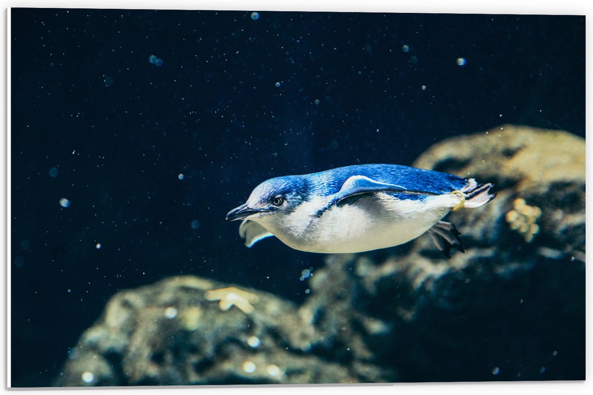 PVC Schuimplaat - Zwemmende Blauwe Pingïun door Aquarium - 60x40 cm Foto op PVC Schuimplaat (Met Ophangsysteem)