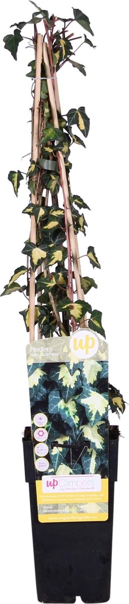 4x - Hedera helix 'Goldheart' - ↨65cm - Ø15