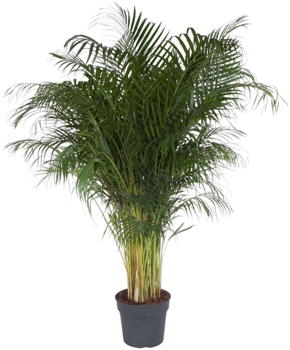 Dypsis Lutescens - 200 cm - ø34