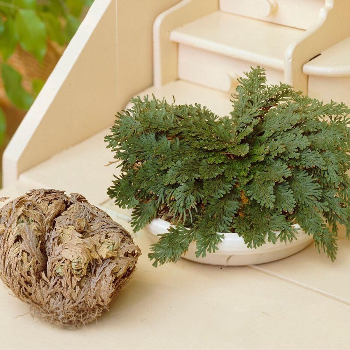 DUTCH BULBS Roos van Jericho Buitenplant Selaginella Lepidophylla Tuinplant 50 stuks Groen Tuin Plant voor Buiten Winterhard