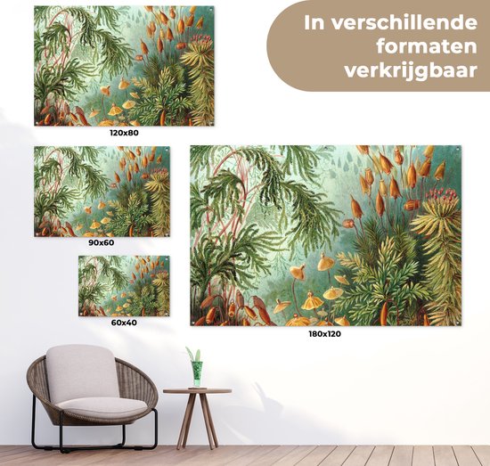 Posters de jardin extérieur Maîtres anciens - Art - Muscinae - Haeckel - 90x60 cm - Toile de jardin - Affiche extérieure