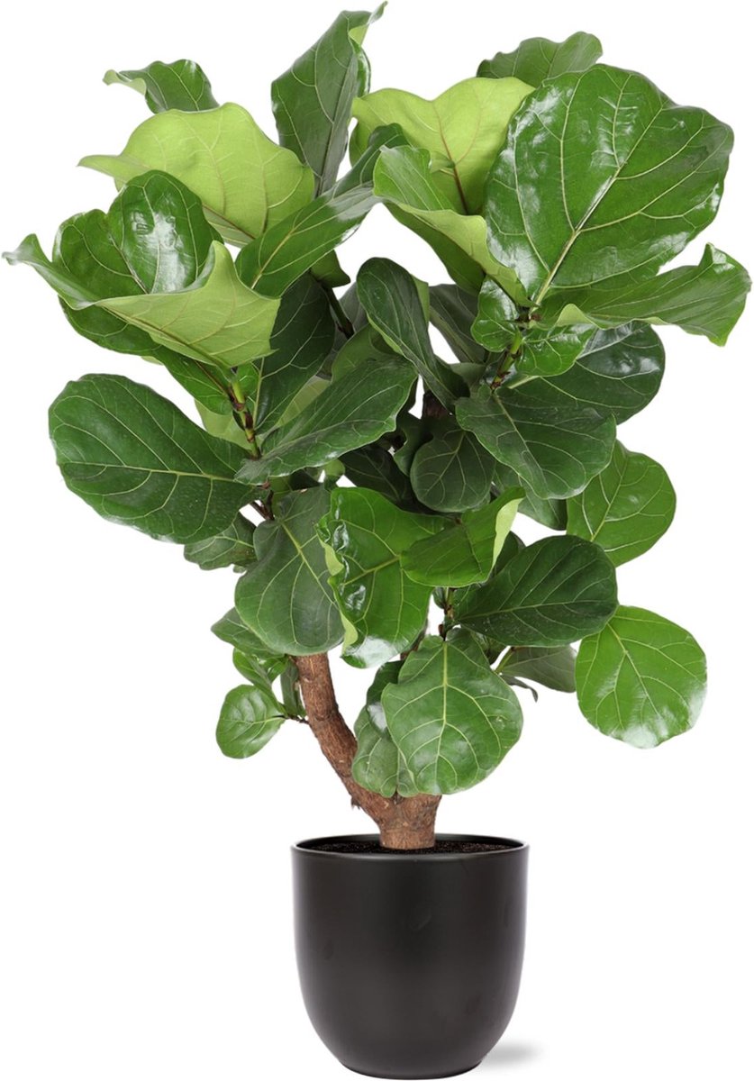 Ficus Lyrata (Vertakt) Ø27cm 130cm in Boule ANTRACIET pot