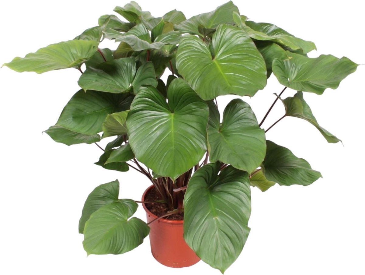 Homalomena Rubescens Maggy - 140 cm - ø34