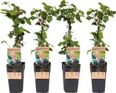 Plant in a Box - Rubus fruticosus 'Thornfree' - Set van 4 - Braam - Doornloze zwarte braam - Fruitplanten - Struik - ⌀15cm - Hoogte 50-60cm