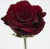 DutchFlowers - Boeket - 10x Rosa red bentley 70cm