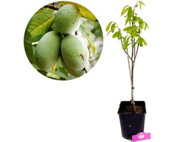 Asimina Triloba, Pawpaw boom, 3 liter pot