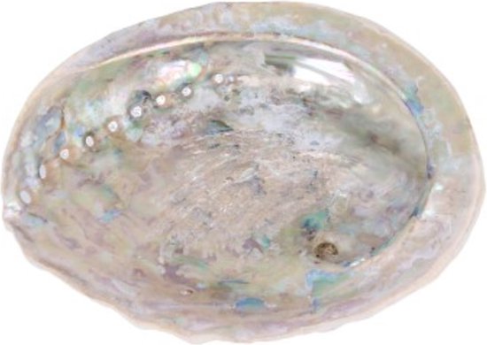 Abalone smudge schelp - parelmoer - 13-15 cm van Zenara.nl — afbeelding 3