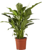 Kamerplant van Botanicly – Lepelplant  – Hoogte: 100 cm – Spathiphyllum Sweet Lauretta