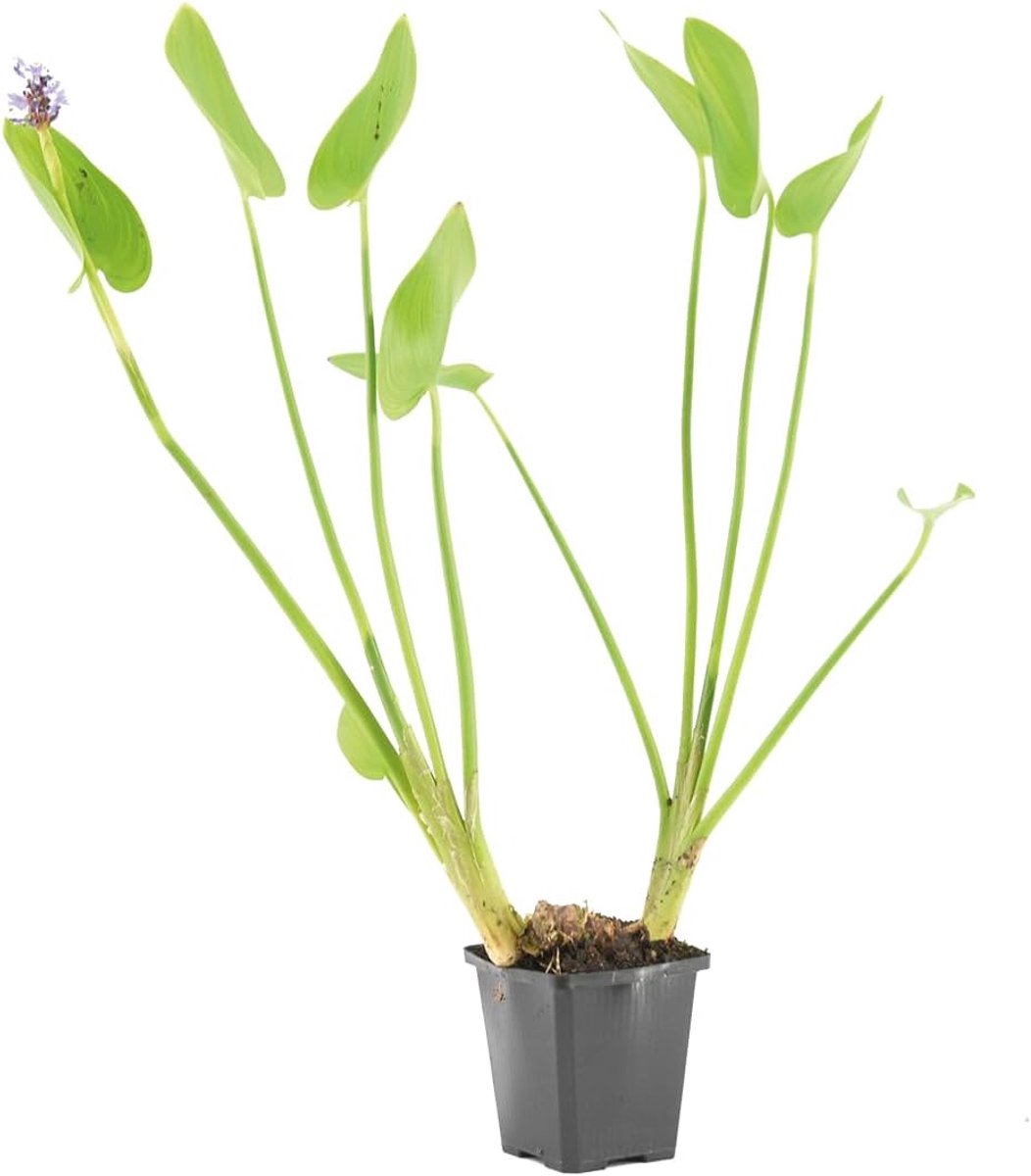 Moerashyacint - Snoekkruid Pontederia - Vijverplant - Winterhard Onderhoudsarm - 10-20 cm - Groen