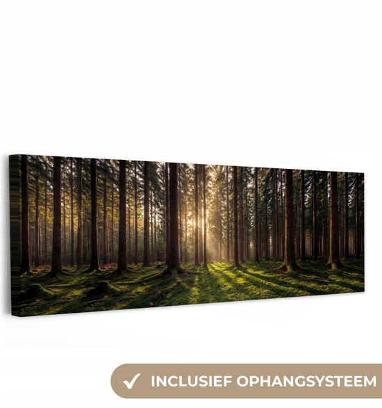 La lumière du soleil filtre à travers les arbres d'une forêt, projetant de longues ombres sur la mousse. Système de suspension inclus.