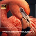 Close-up van een roze flamingo met 4K Ultra HD logo. Tekst over 4K videodecodering.