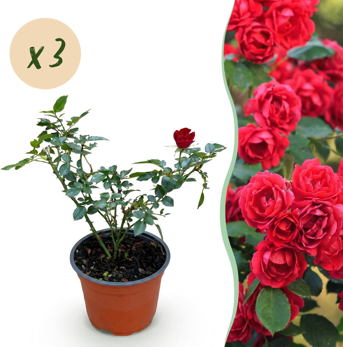 Plantenboetiek.nl | Tuin Roos - Rosa Rote The Fairy - Roos - Winterhard - Rood - 3 Planten - Ø12cm - 20-30cm hoog - Tuinplant