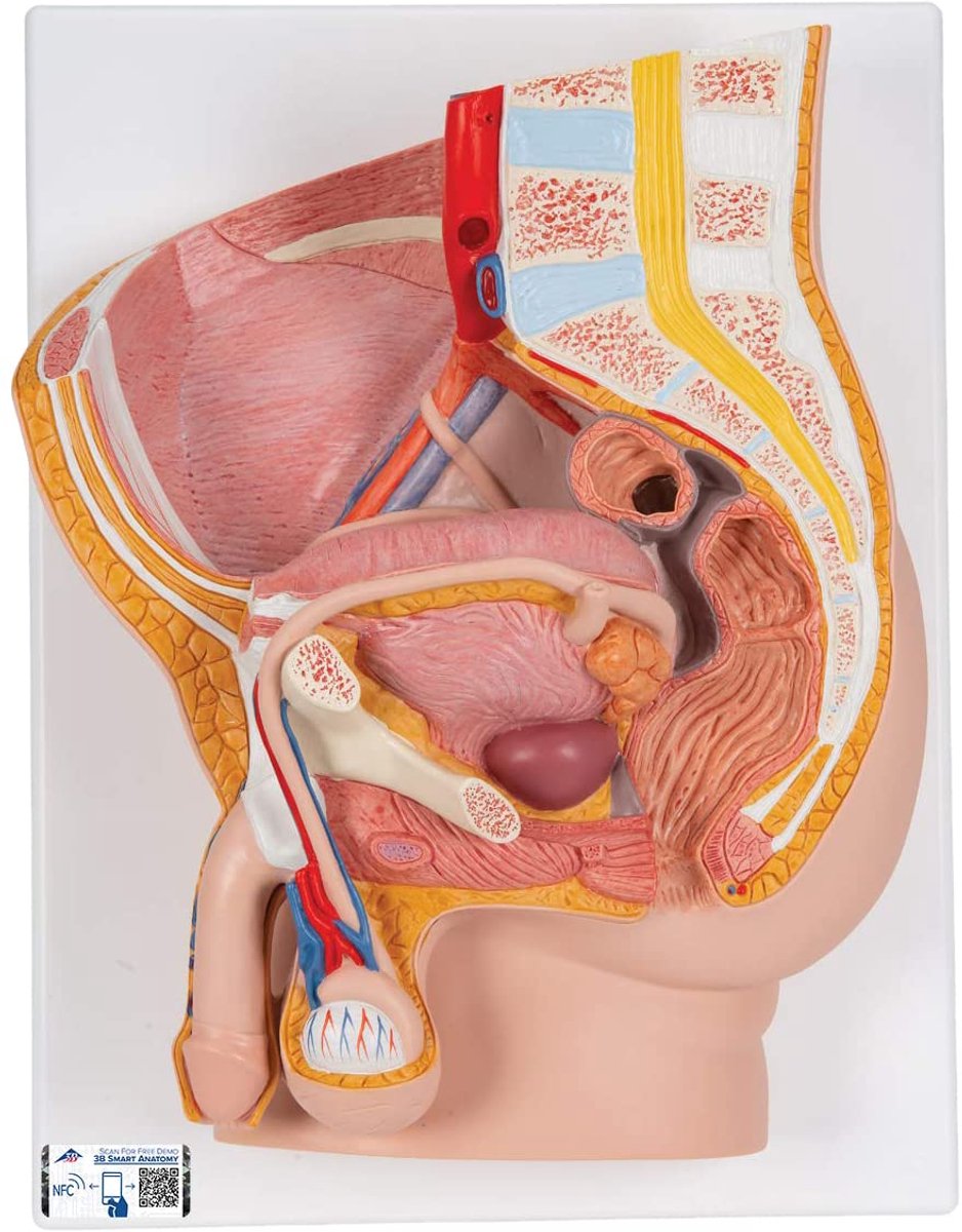 Anatomisch Model Mannelijk Bekken, Tweedelig voor Studie en Onderwijs