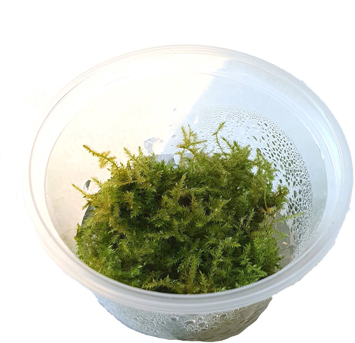 Moerings Christmas mos | Vesicularia montagnei | In vitro cup Waterplant