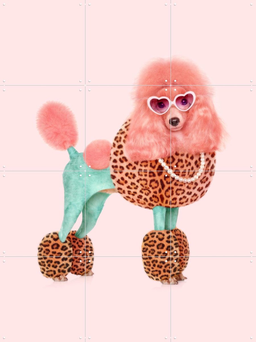 IXXI Funky Poodle, Paul Fuentes - 60 x 80 cm - Gratis ophangtool - Grote wanddecoratie en posters - Fotografie, Digitale Kunst, Pop art, Speels