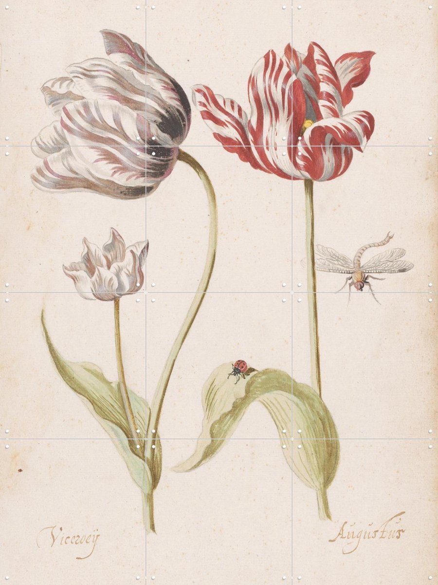 IXXI Twee tulpen met insecten, Jacob Marrel (1614 – 1681) & Rijksmuseum - 60 x 80 cm - Gratis ophangtool - Grote wanddecoratie en posters - Klassiek