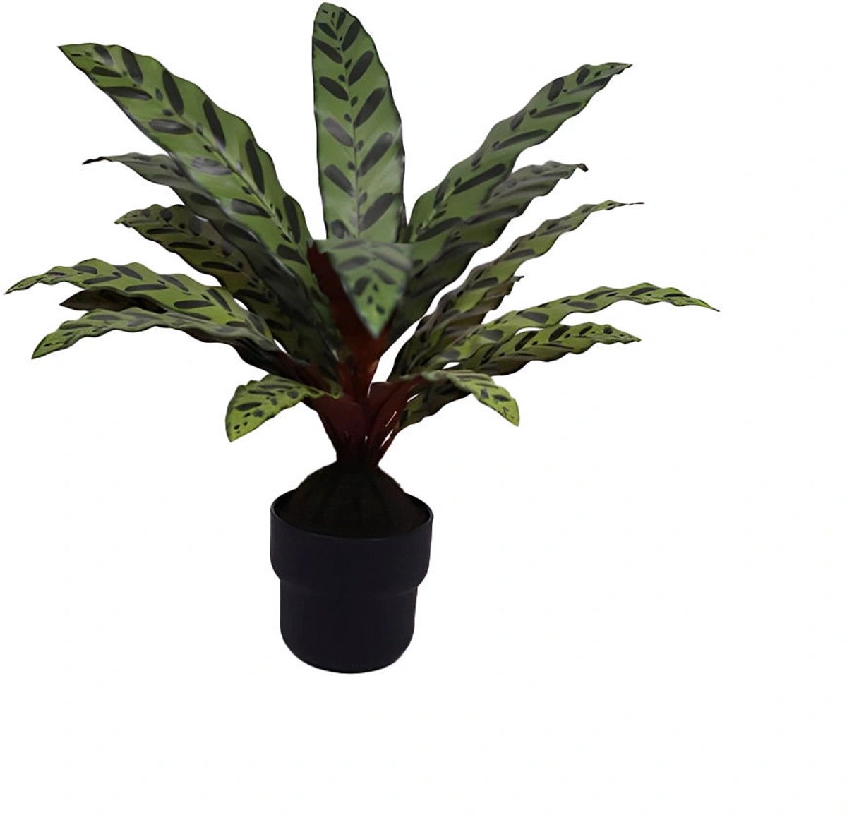 Buitengewoon de boet - Calathea insignis 55 cm kunstplant
