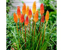 Vuurpijlen - Buitenplant - Kniphofia - Tuinplant - 5 stuks - Meerkleurig - Tuin Plant voor Buiten - Winterhard