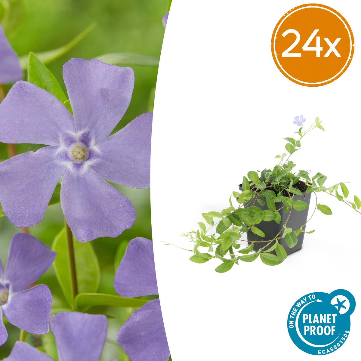 Tuinplantenshop.com | Vinca minor | 24 stuks - Ø9cm - 10-25cm hoog - Tuinplant