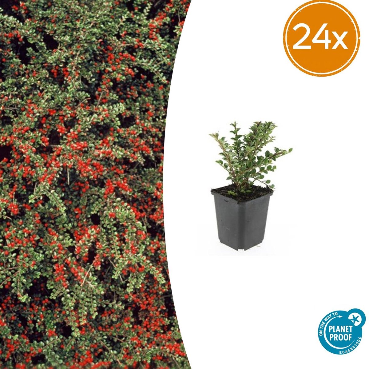 Tuinplantenshop.com | Cotoneaster horizontalis | 24 stuks - Ø9cm - 10-25cm hoog - Tuinplant