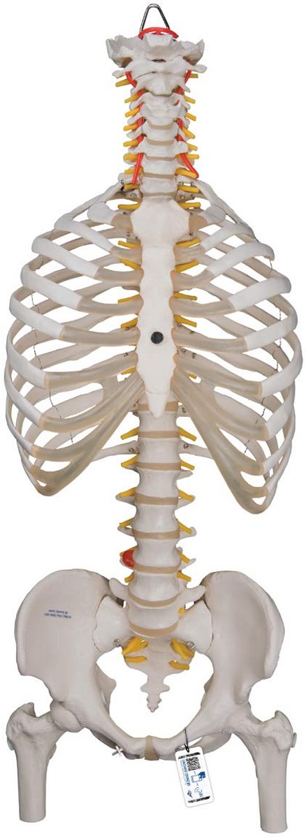 Flexibel Menselijk Wervelkolommodel met Borstkorf en Dijbeenwarmers voor Anatomieonderwijs