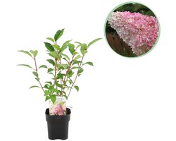 Green boutiQ - Pluim Hortensia - Hydrangea panniculata Vanille Fraise - Bloem Wit Roze - 1 Plant - Bladverliezend - Grote Bloemen - Pot 17cm Hoogte 50cm