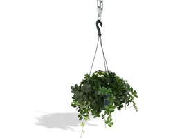 Parthenocissus Striatha Hang - Wilde wingerd - 15cm - Ø15