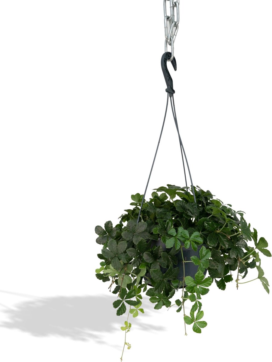 Parthenocissus Striatha Hang - Wilde wingerd - 15cm - Ø15