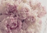 Fotobehang - Roze Pioenrozen - Pioenen - Bloemen - Vliesbehang - 368 x 254 cm