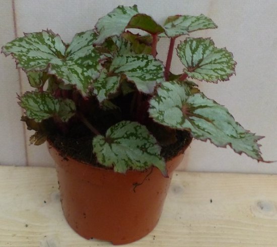 Warentuin natuurlijk - Kamerplant Mini blad Begonia Grijs Begoniaceae