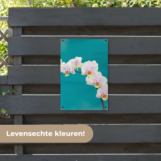 Décoration de jardin Orchidée - Fleurs - Plante - Wit - Violet - 40x60 cm - Poster jardin - Toile jardin - Poster extérieur