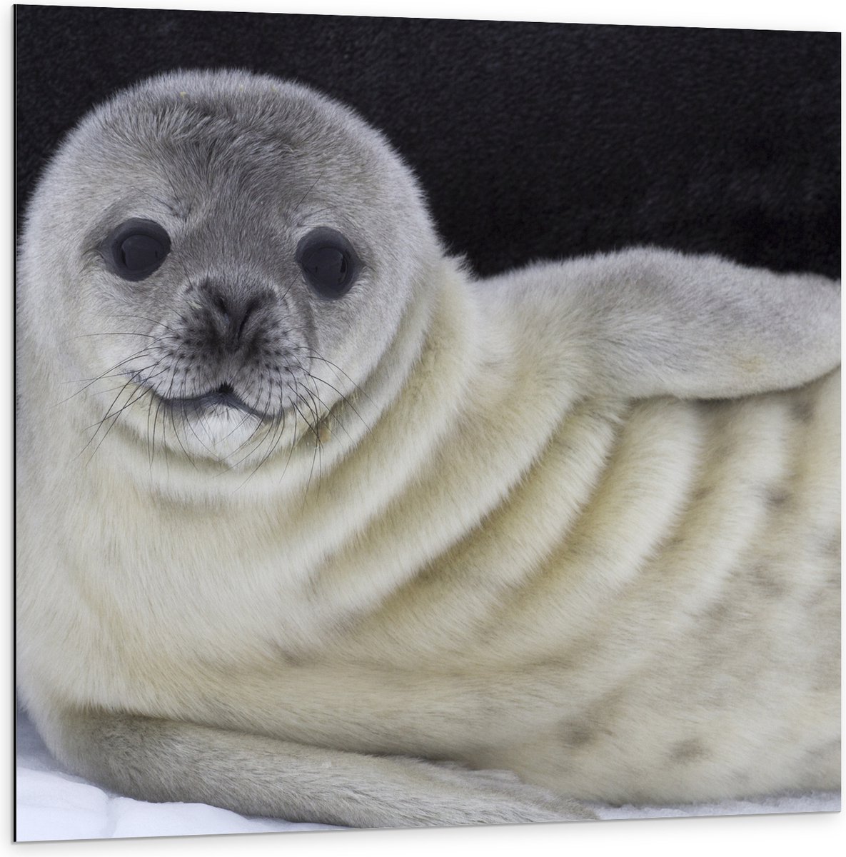 Dibond - Liggende Poserende Baby Zeehond - 100x100 cm Foto op Aluminium (Met Ophangsysteem)