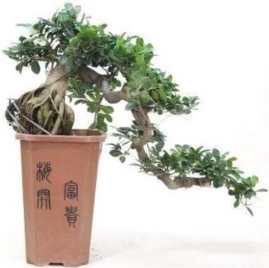 Bonsai Ficus Cascade 70 cm, 26 CM potdiameter
