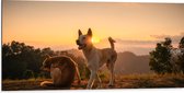 Dibond - Twee Zwerfhonden Lopend op Bergtop - 100x50 cm Foto op Aluminium (Met Ophangsysteem)