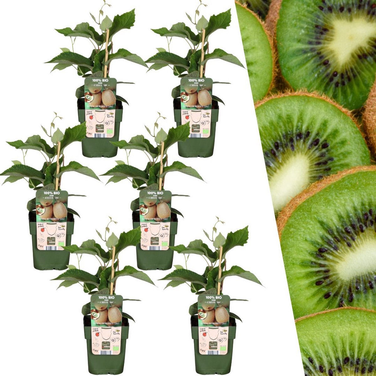 Plants by Frank | 6 Kiwi Planten | 100% Biologische Fruitplanten | Kiwi Bessen | Tuinplanten | Winterharde Planten voor de Tuin
