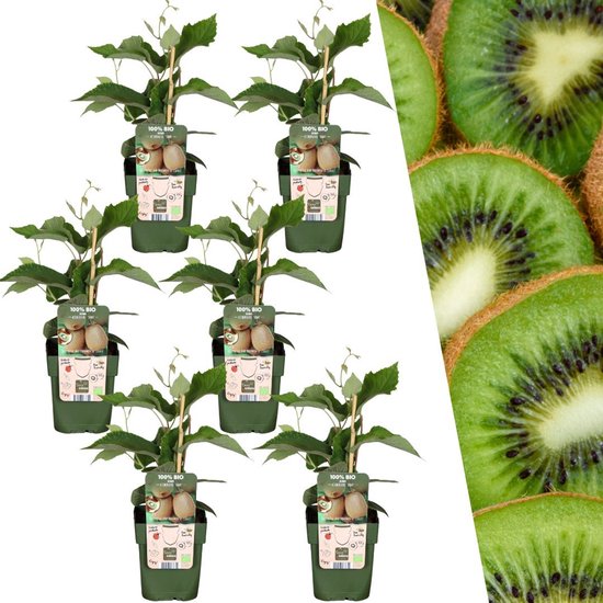 Zes potplanten kiwi's in een collage met een doorgesneden kiwi met groene kleur en zwarte zaden.